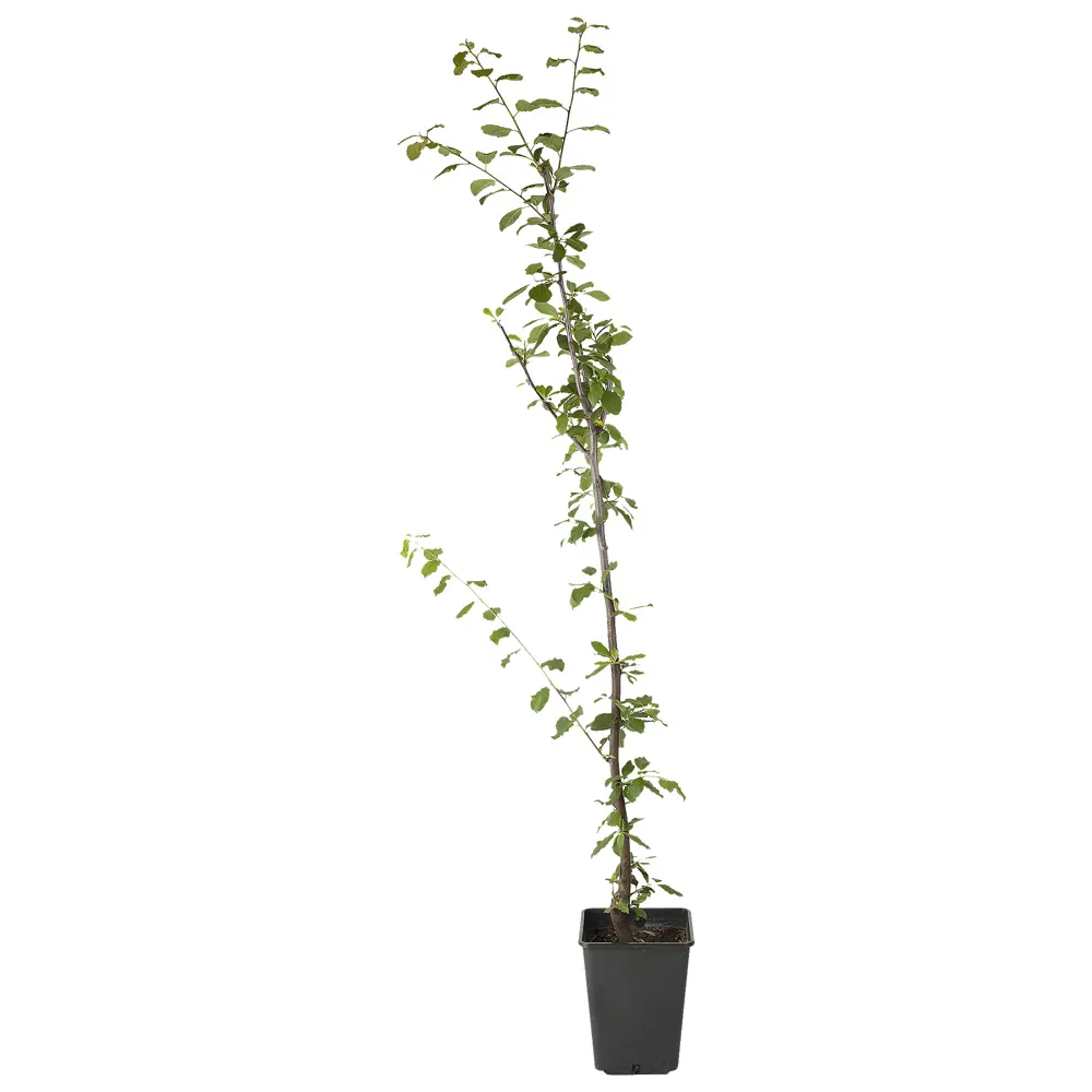 Слива Ренклод советский пакет PLANTMARKET STLM-2066702 - Вид №1