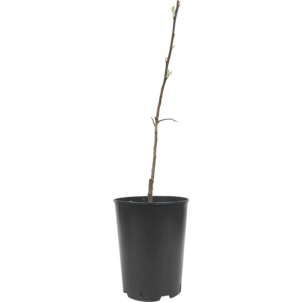 Яблоня Антоновка ø22 h80 см 84834900 STLM-2103767 PLANTMARKET  - Вид №1