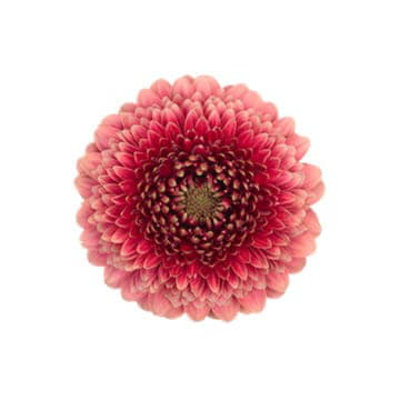 Гербера мини помпони 50 см Santreyd 23866