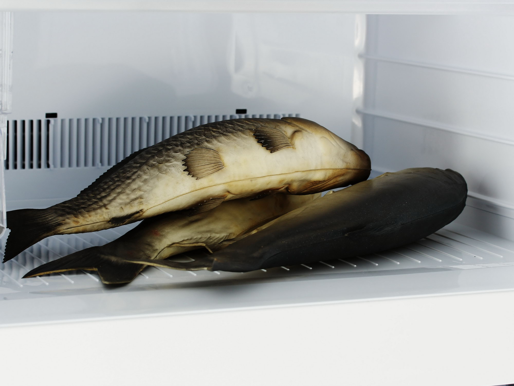 7919034 Холодильник с морозильником   Sharp SJXE55PMBK черный STDN-0084373 - Вид №16