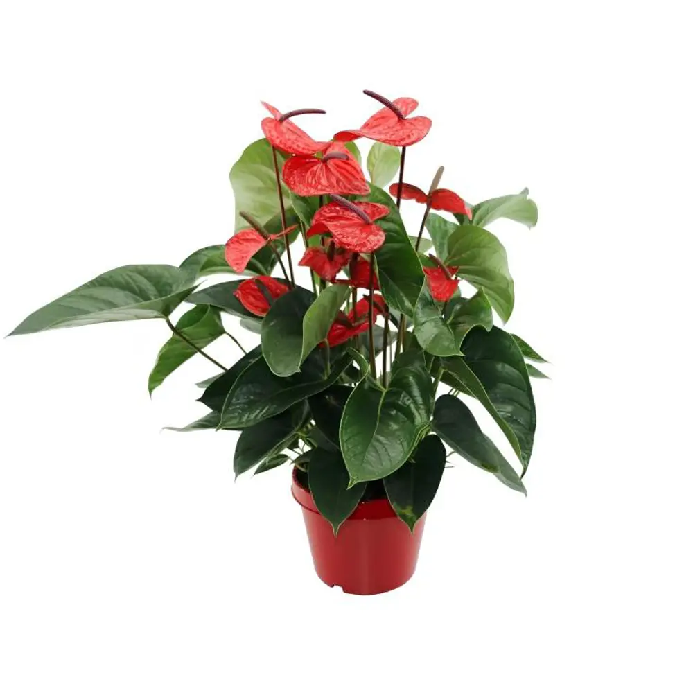 Антуриум микс ø15 h50 см Santreyd STLM-2100214