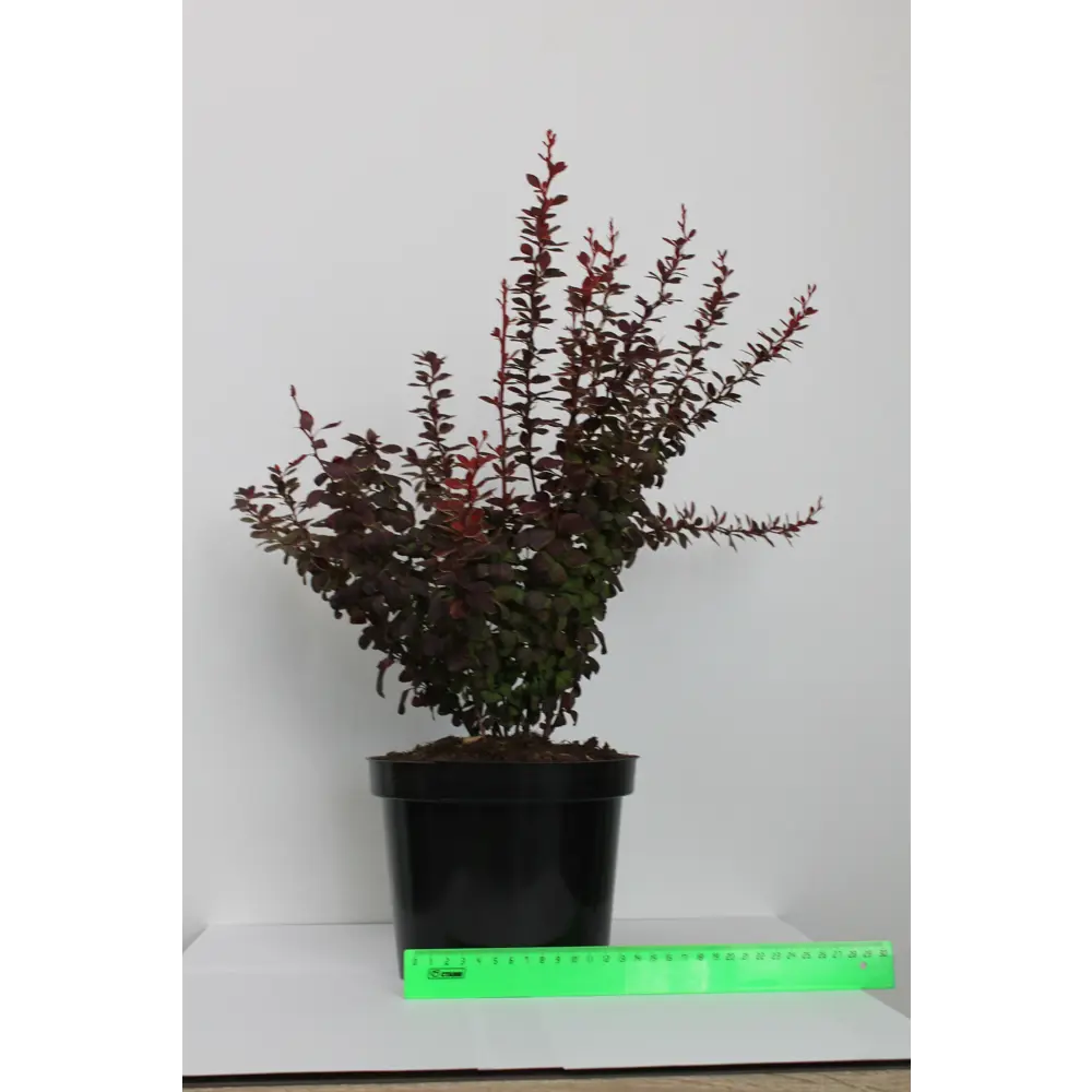 Барбарис, микс, 20-30х10 см, P9 ГАВРИШ STLM-2085258 - Вид №5