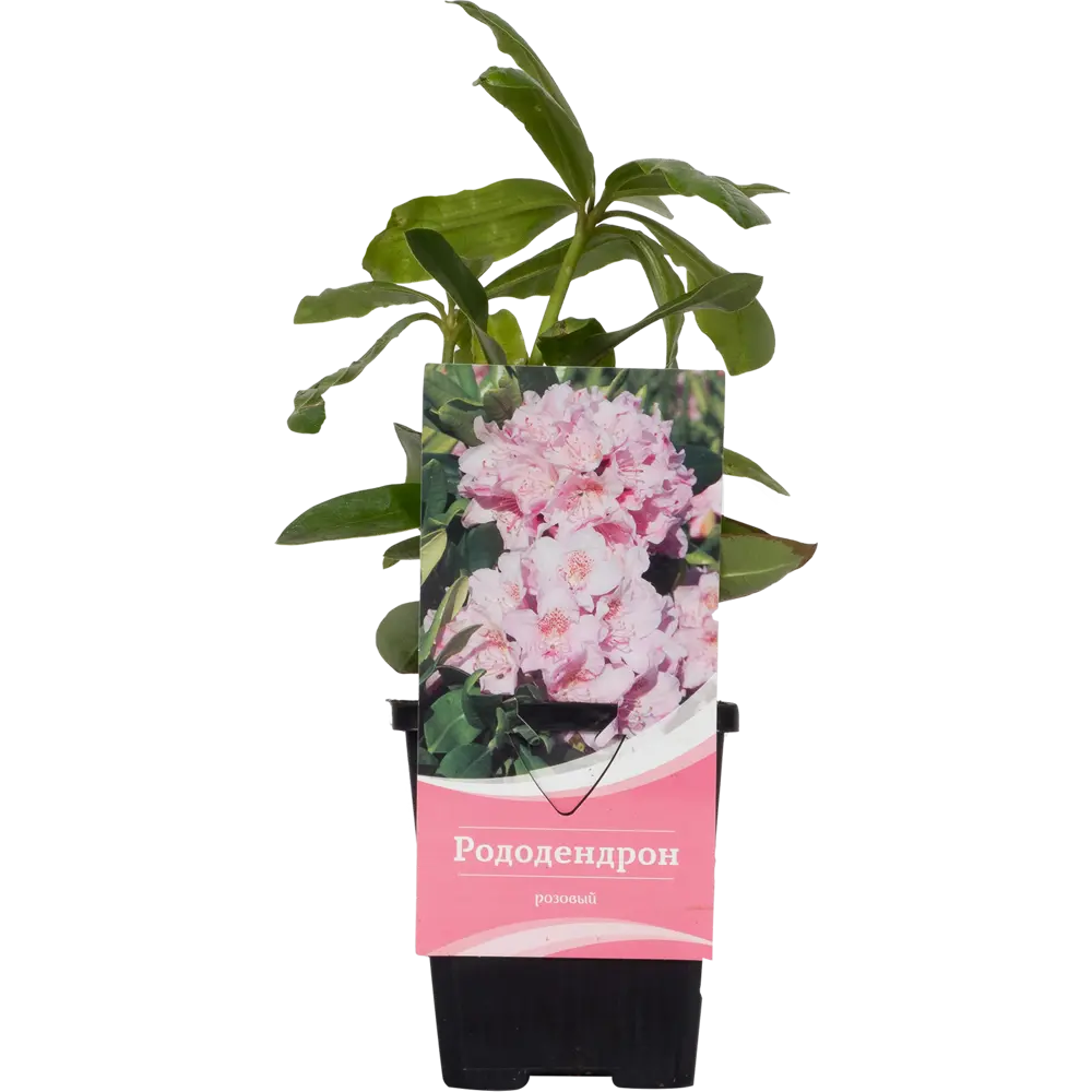 Рододендрон Дагмар P9 17892113 STLM-2166030 Santreyd 