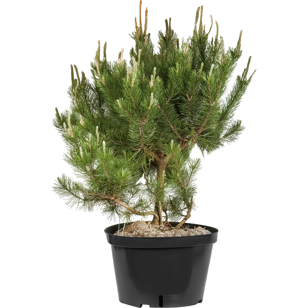 Сосна горная «Унцината» C25 60-80 см ГАВРИШ STLM-2203794