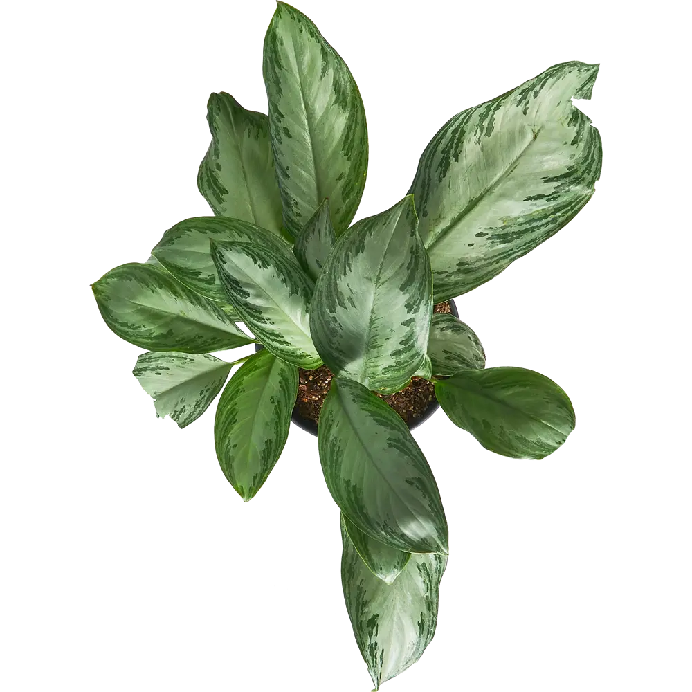 Santreyd Аглаонема Сильвер Росток - комнатное растение с серебристыми листьями 84587060 STLM-0052401 - Вид №2