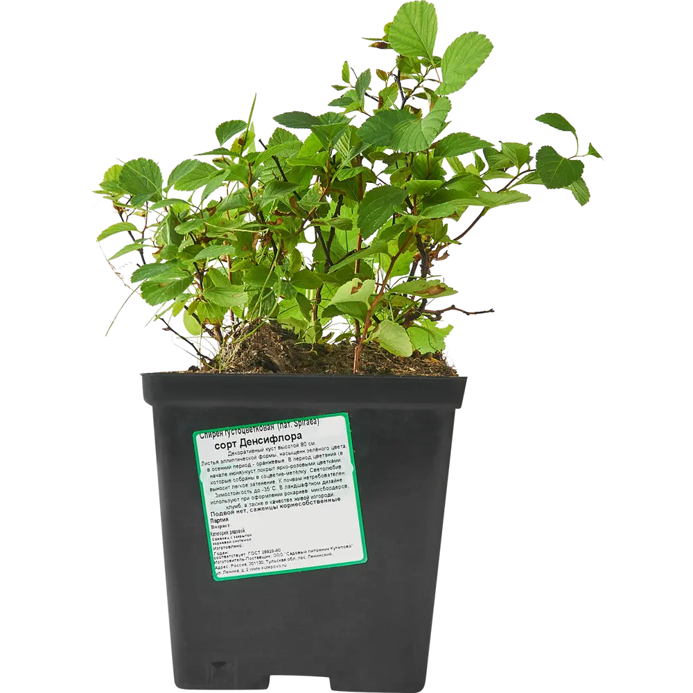 Спирея Денсифлора - пышноцветущий кустарник для сада 85606575 Santreyd STLM-1580247 - Вид №1