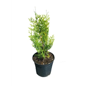 Туя западная Брабант h50 см