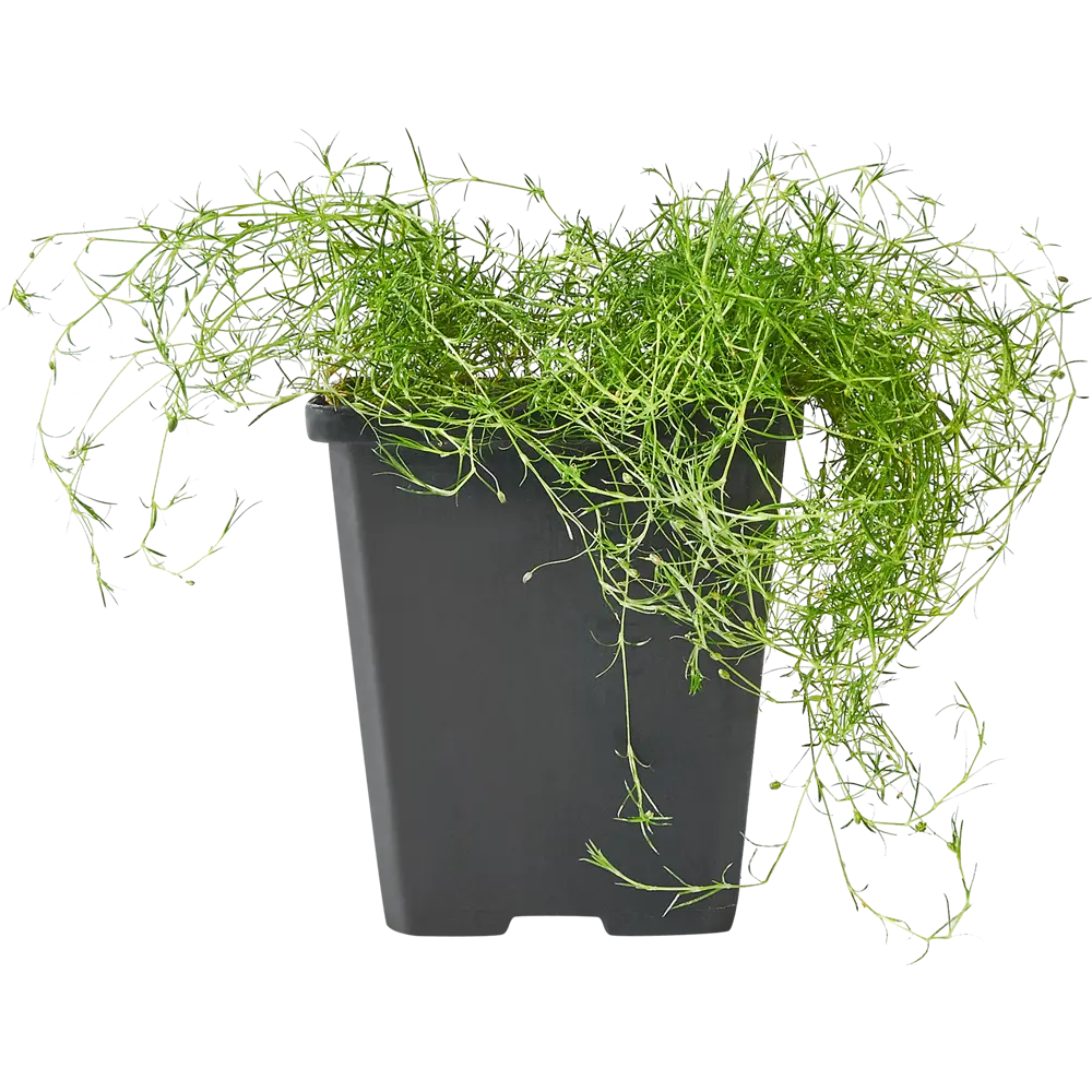 Мшанка шиловидная микс ø9 h30 см Santreyd STLM-2181692 - Вид №2