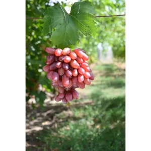 Виноград культурный Подарок Несветая 89465359 STLM-2046217