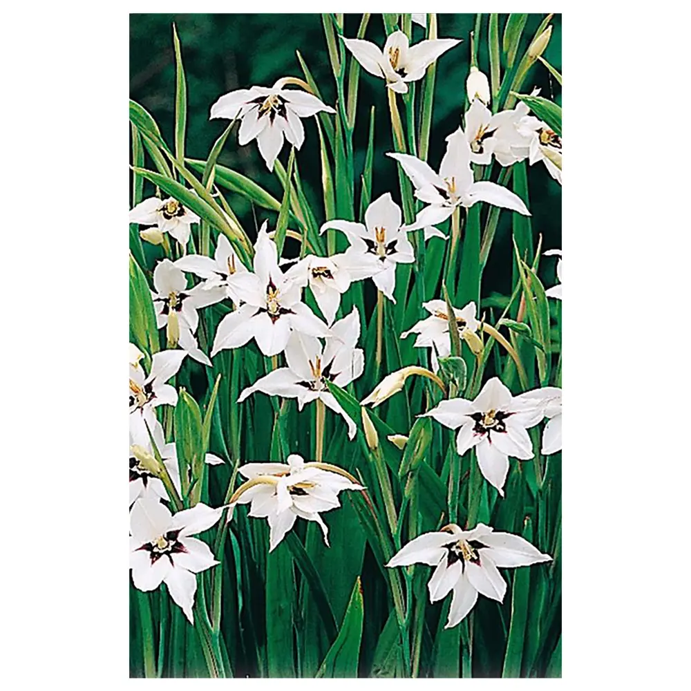 Ацидантера «Bicolor», 6х8 см GEOLIA STLM-2013227