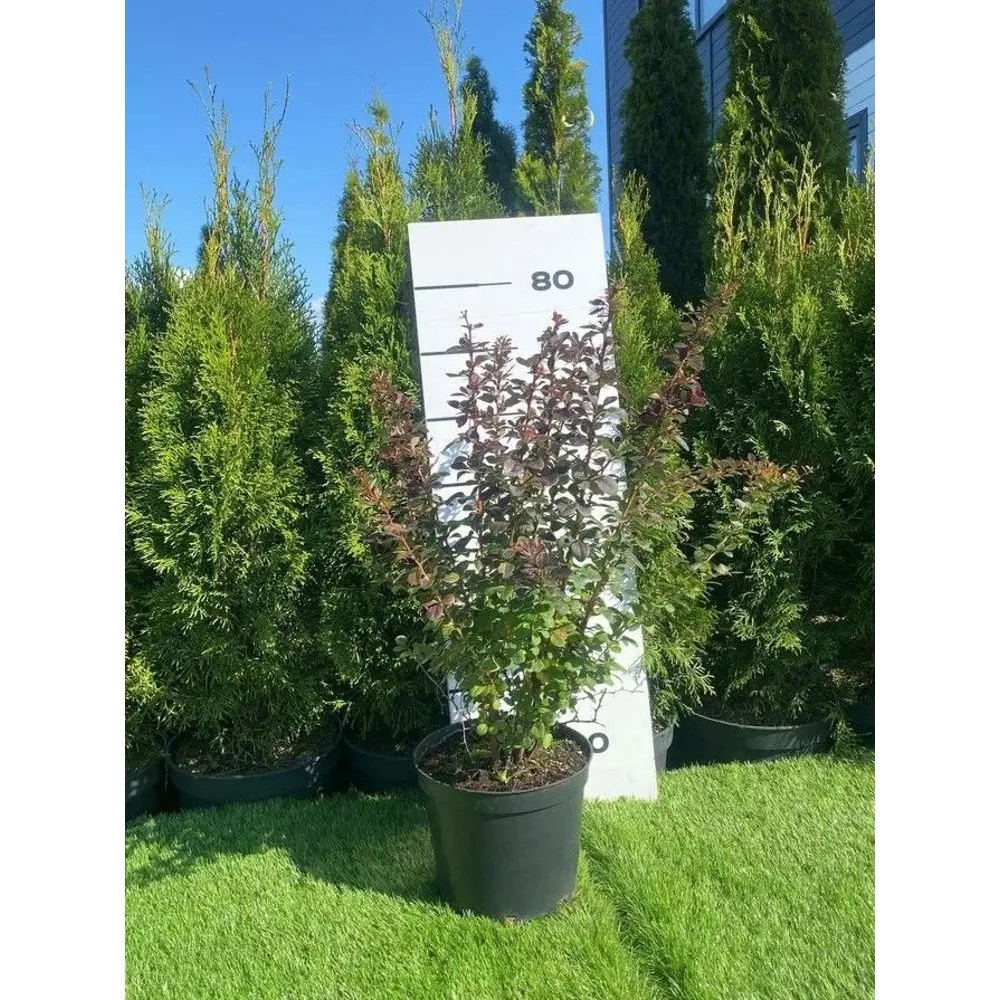Барбарис Тунберга Атропурпуреа h40 - 60 см 89355301 STLM-2002306 Santreyd 