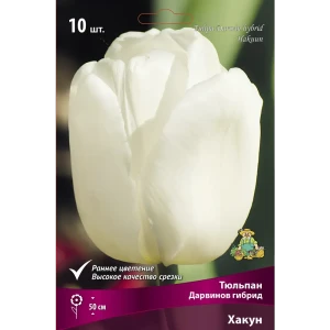 Тюльпан Дарвинов гибрид Хакун