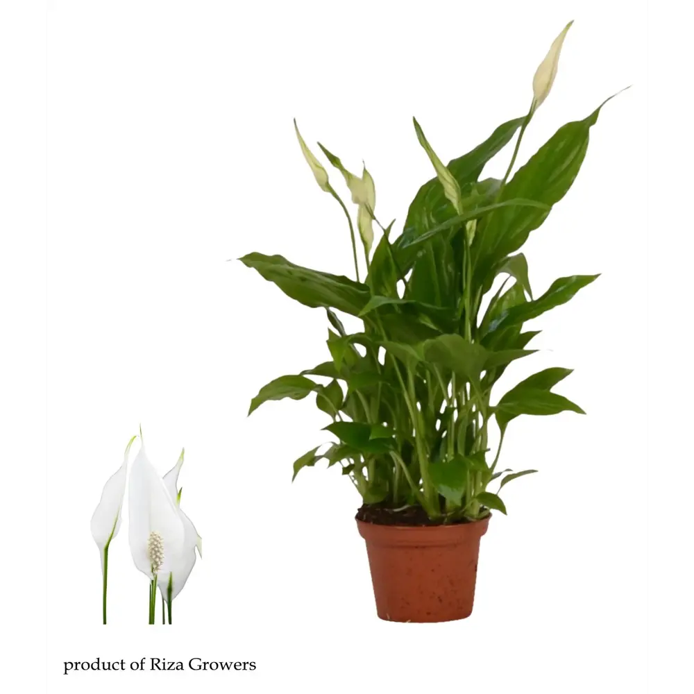 Спатифиллум Шопен в горшке ø6 см 89434673 Santreyd STLM-1585093
