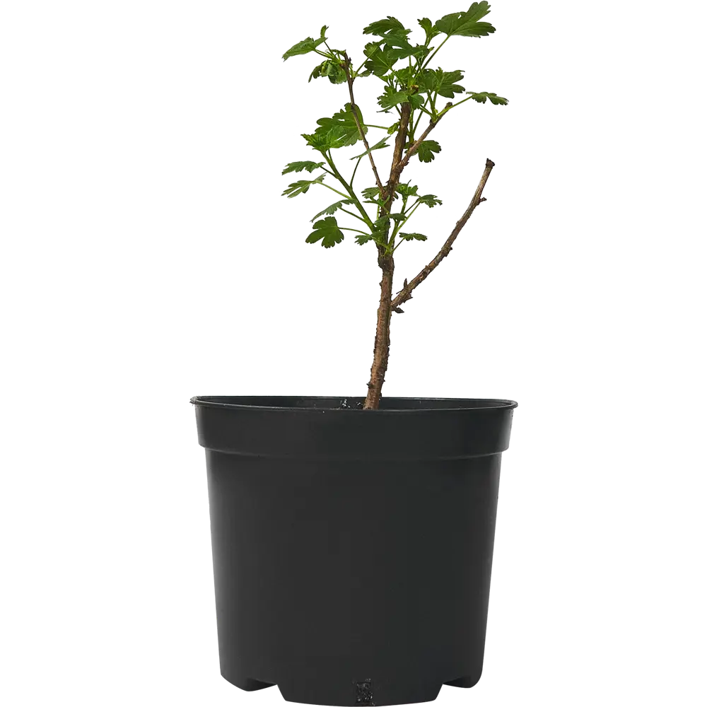 Крыжовник «Командор» С3-С4 81969352 STLM-2142645 PLANTMARKET  - Вид №1