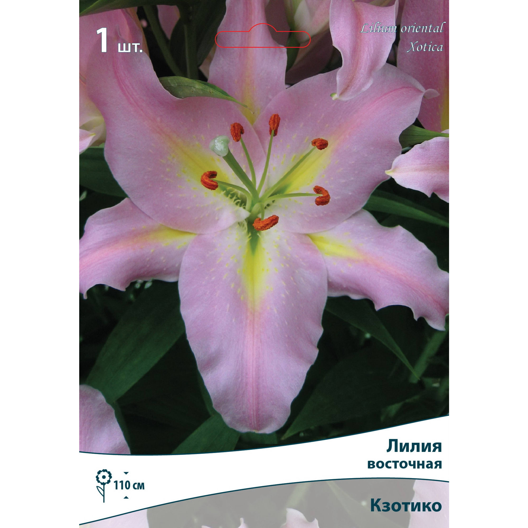 83597437 Лилия восточная Кзотико луковица 12/14 Santreyd 