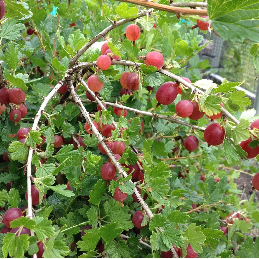 Саженец крыжовника Консул PLANTMARKET h50 см 89421405 STLM-1566976