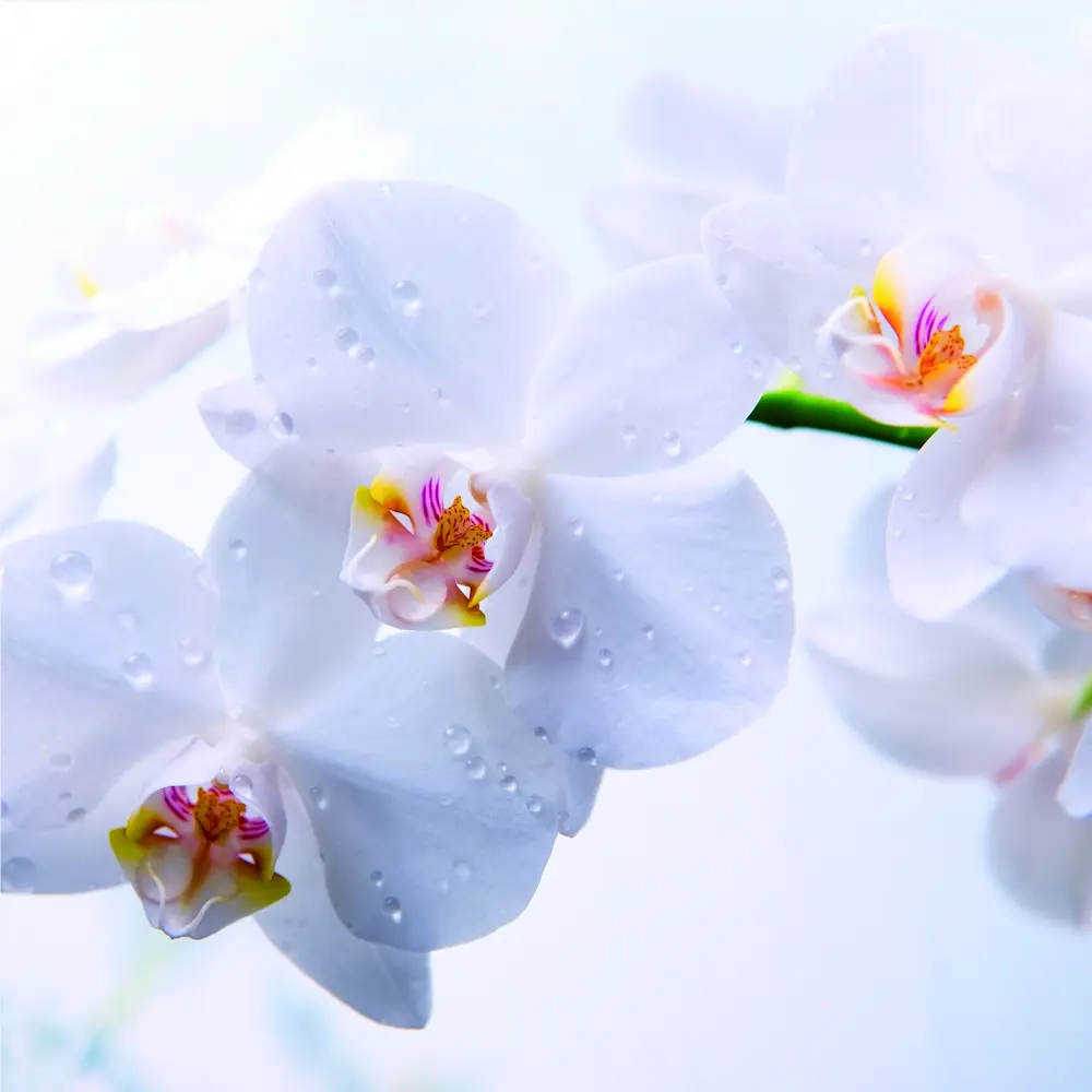 Фотообои флизелиновые «Луиза» 200х200 cм Concept STLM-2188855