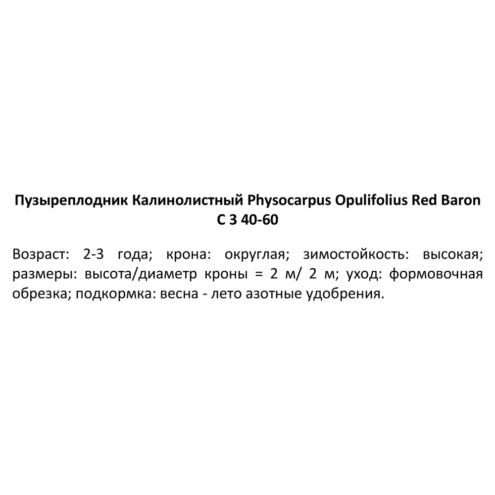Пузыреплодник калинолистный Ред Барон ø15 h60 см 84828808 STLM-2149280 PLANTMARKET  - Вид №2