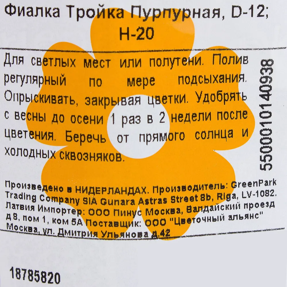 Фиалка «Тройка Пурпурная» D12 H20 18785820 STLM-2114572 Santreyd  - Вид №2