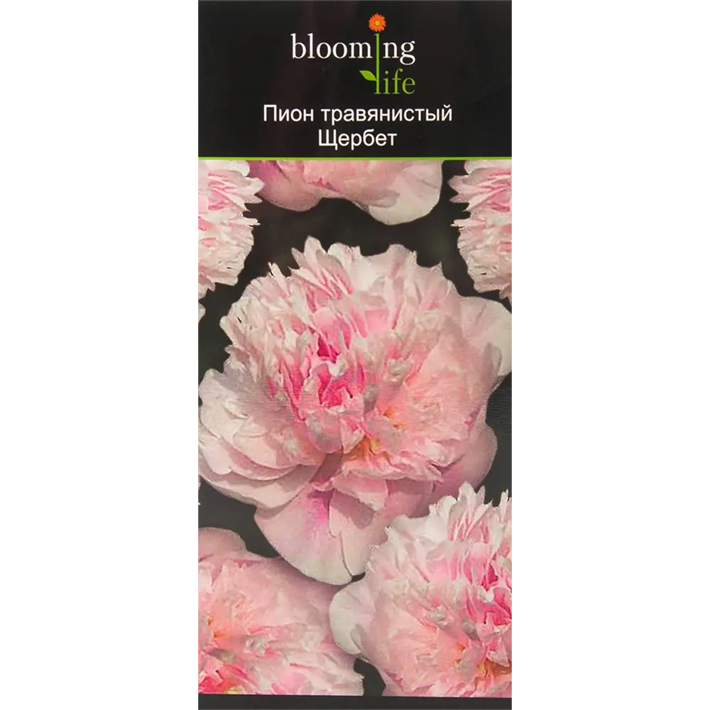 Пион травянистый Щербет в тубе BLOOMING LIFE STLM-2185235