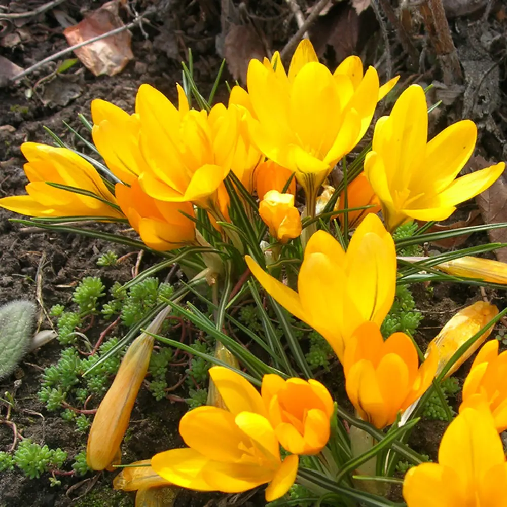 Крокус Geolia «Golden Bunch» STLM-2013054