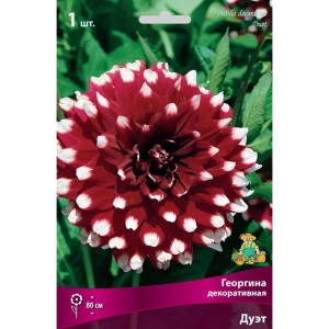 Георгина декоративная Дуэт луковица I