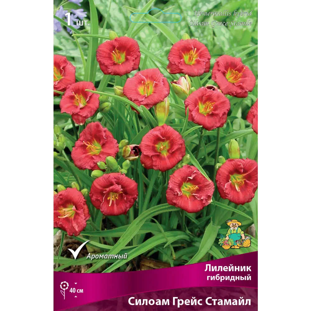Лилейник гибридный Силоам Грейс Стамайл I 89381257 STLM-2205753 ПОИСК 