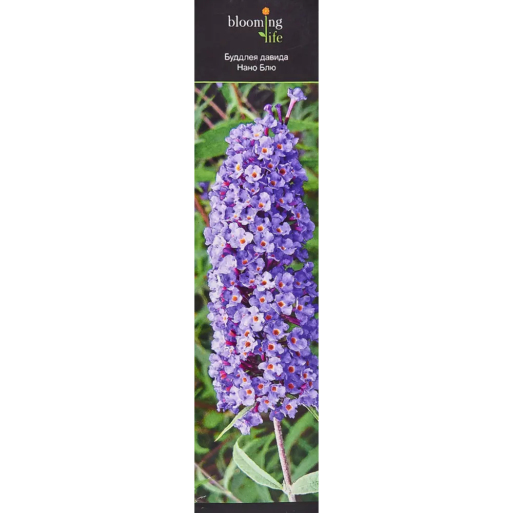 Буддлея Давида Нано Блю в тубе BLOOMING LIFE STLM-2150053