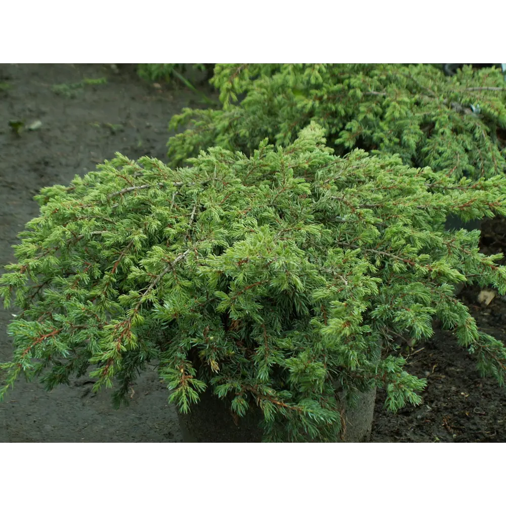 Можжевельник обыкновенный Репанда ø17 h20 - 25 см 89465489 STLM-2031166 PLANTMARKET 