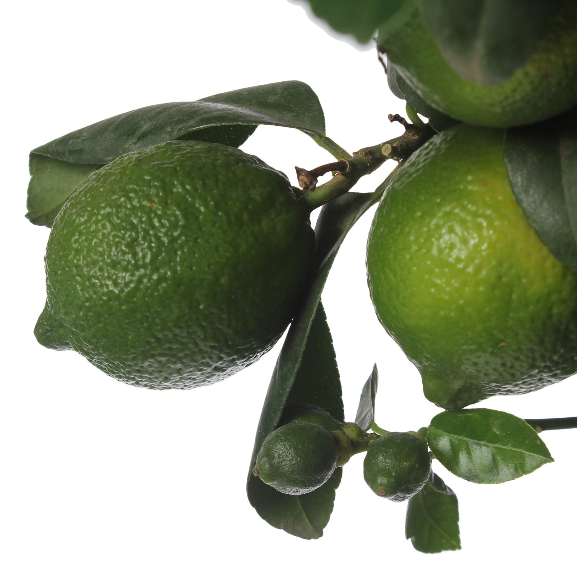 81959335 Цитрофартунелла «Микрокарпа» Santreyd  - Вид №1