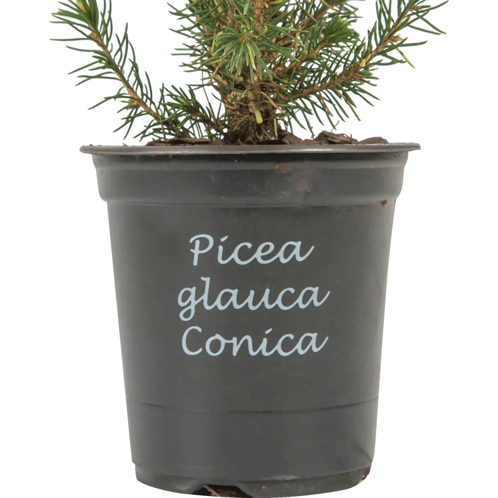 Ель Коника ø9 h35 см Santreyd STLM-2202902 - Вид №2