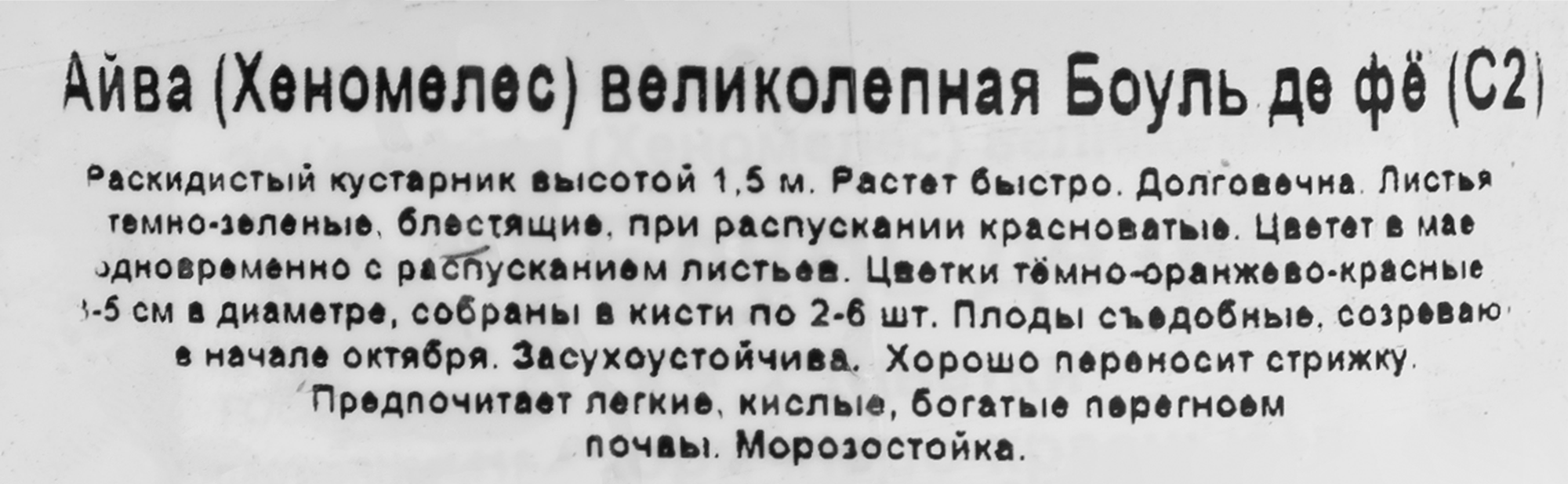 Саженец айвы Боуль де Фё в горшке ø17 см 85325438 Santreyd STLM-0061590 - Вид №1