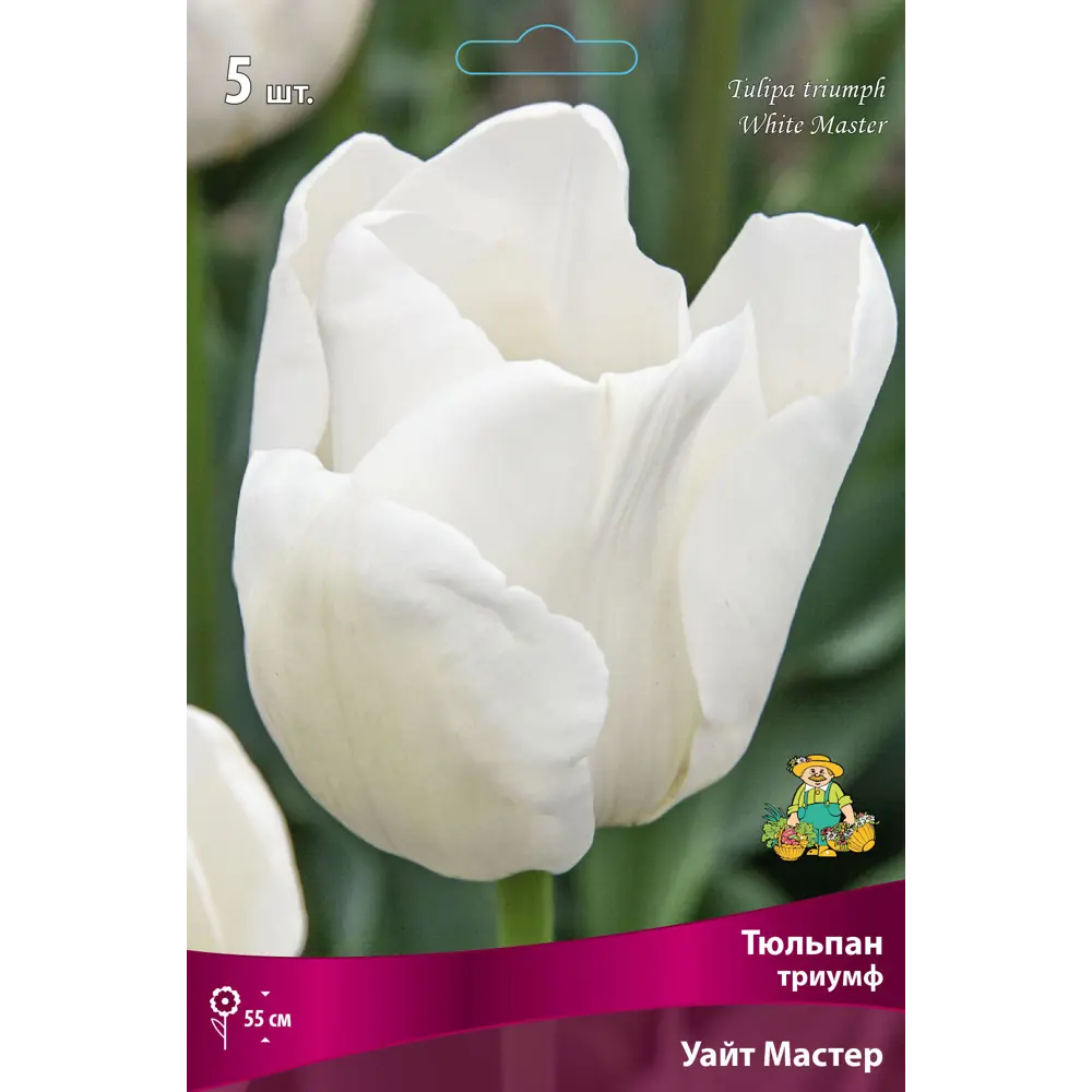 Тюльпан Триумф «Уайт Мастер» размер луковицы 12, 5 шт. 82662947 STLM-2184388 Santreyd 