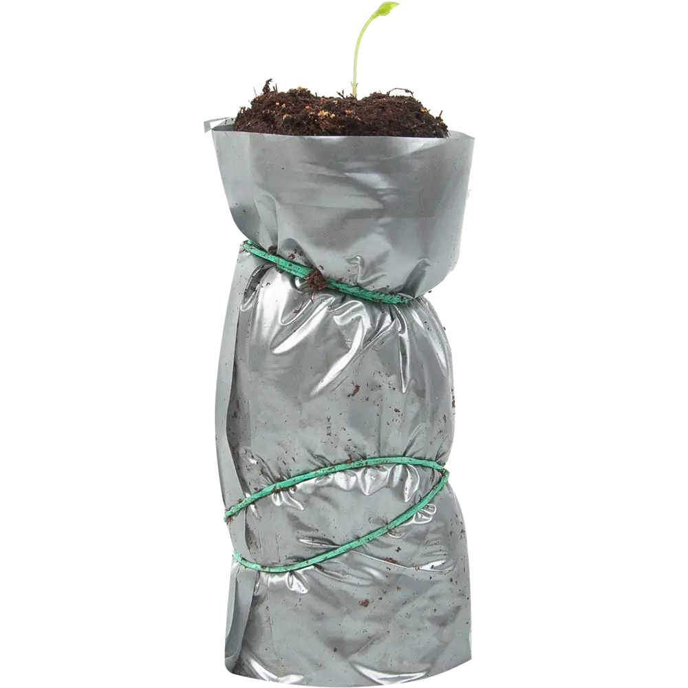 Клематис гибридный Дачес оф Эдинбург в тубе ВСЕ В САД STLM-2182125 - Вид №1