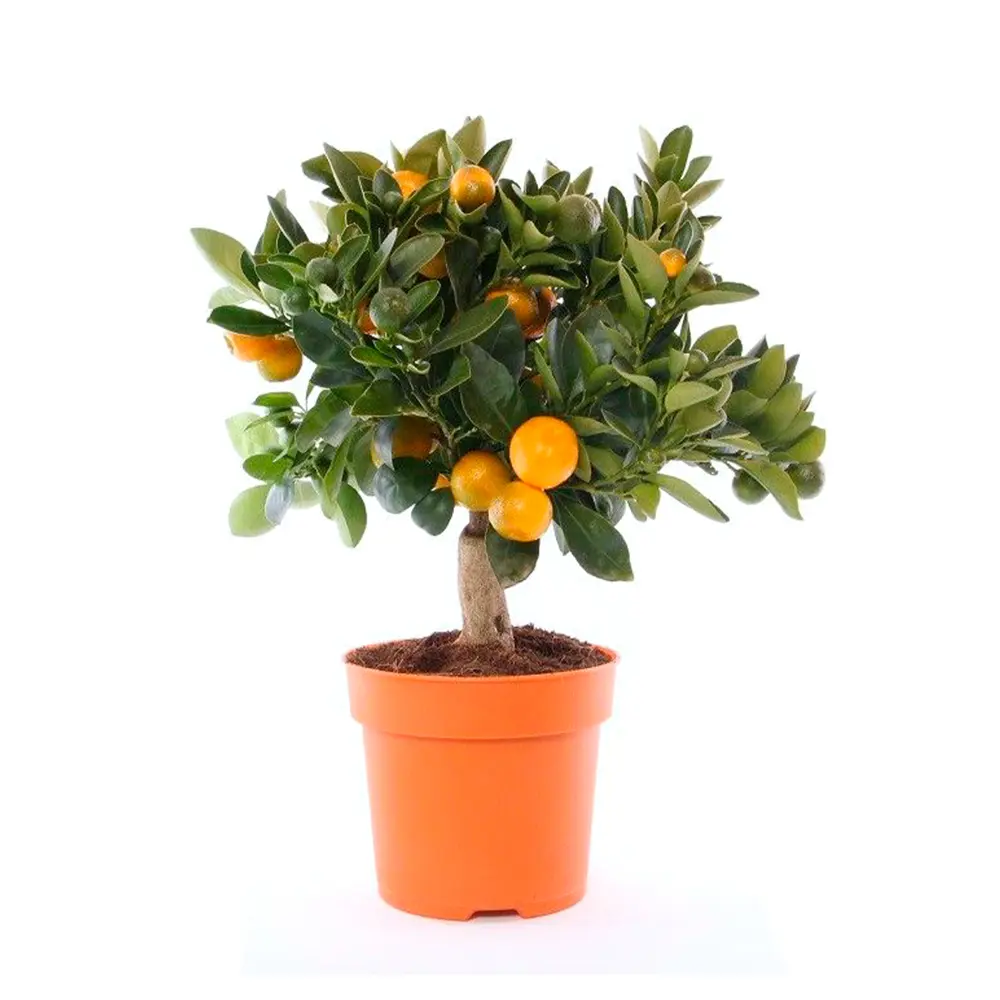 Цитрофортунелла Каламондин микс ø15 h45 см Santreyd STLM-2050978