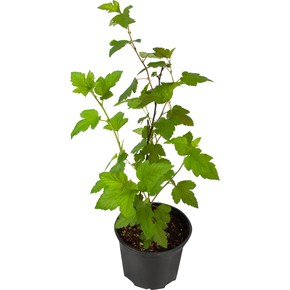 Santreyd Пузыреплодник Диабло - декоративный кустарник с пурпурной листвой 82585555 STLM-0030770