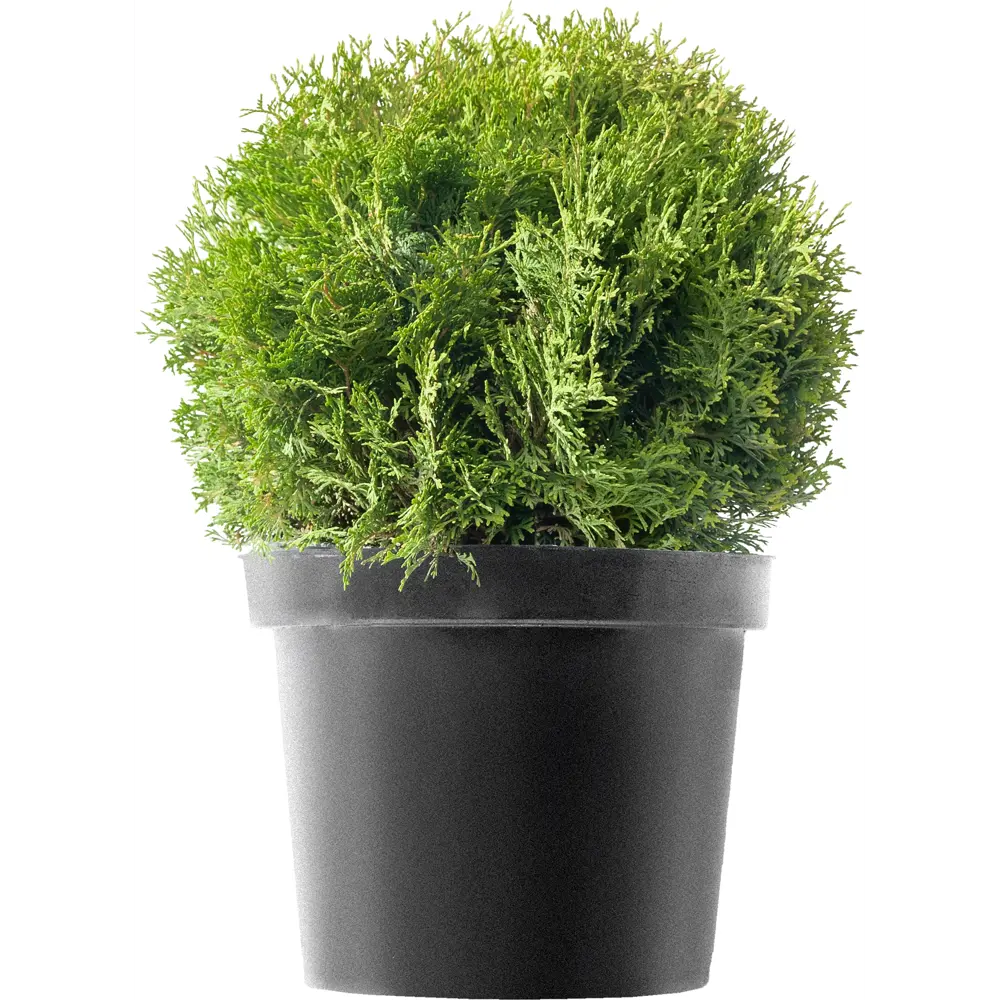 Туя западная Вудварди ø50 h80 см ГАВРИШ STLM-2160440
