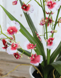 2519 704 a2 Синтетическая орхидея онцидиум, горшечная, 74 см, бело-красная H-andreas