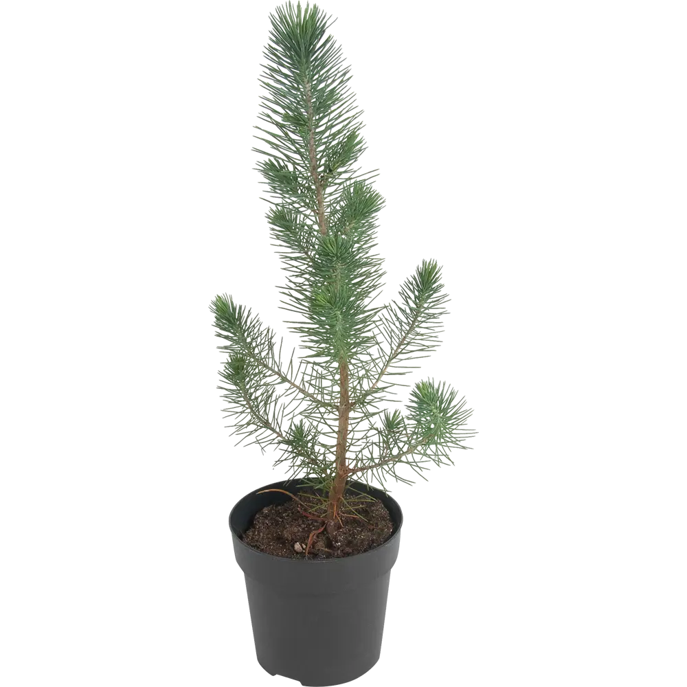 Сосна итальянская Сильверкрест 10x35 см Santreyd STLM-2106423