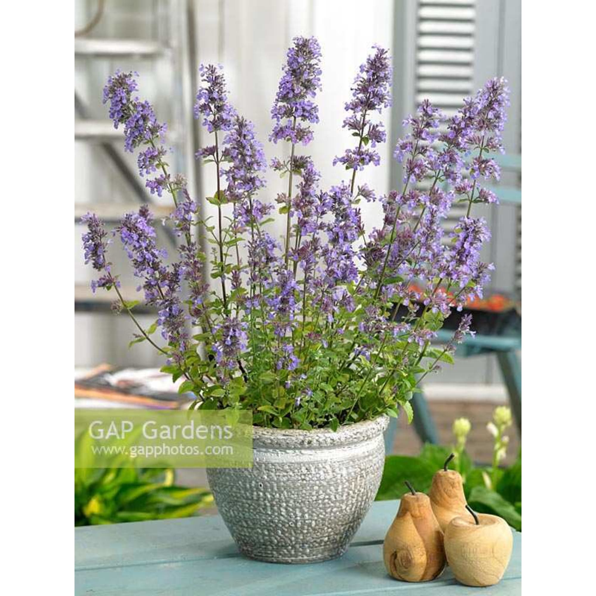 83784002 Котовник Блю Увондер луковица I Santreyd 