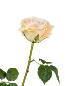 30.03150253PK Роза Верди нежно-персиковая с нежно-розовым Цветочная коллекция