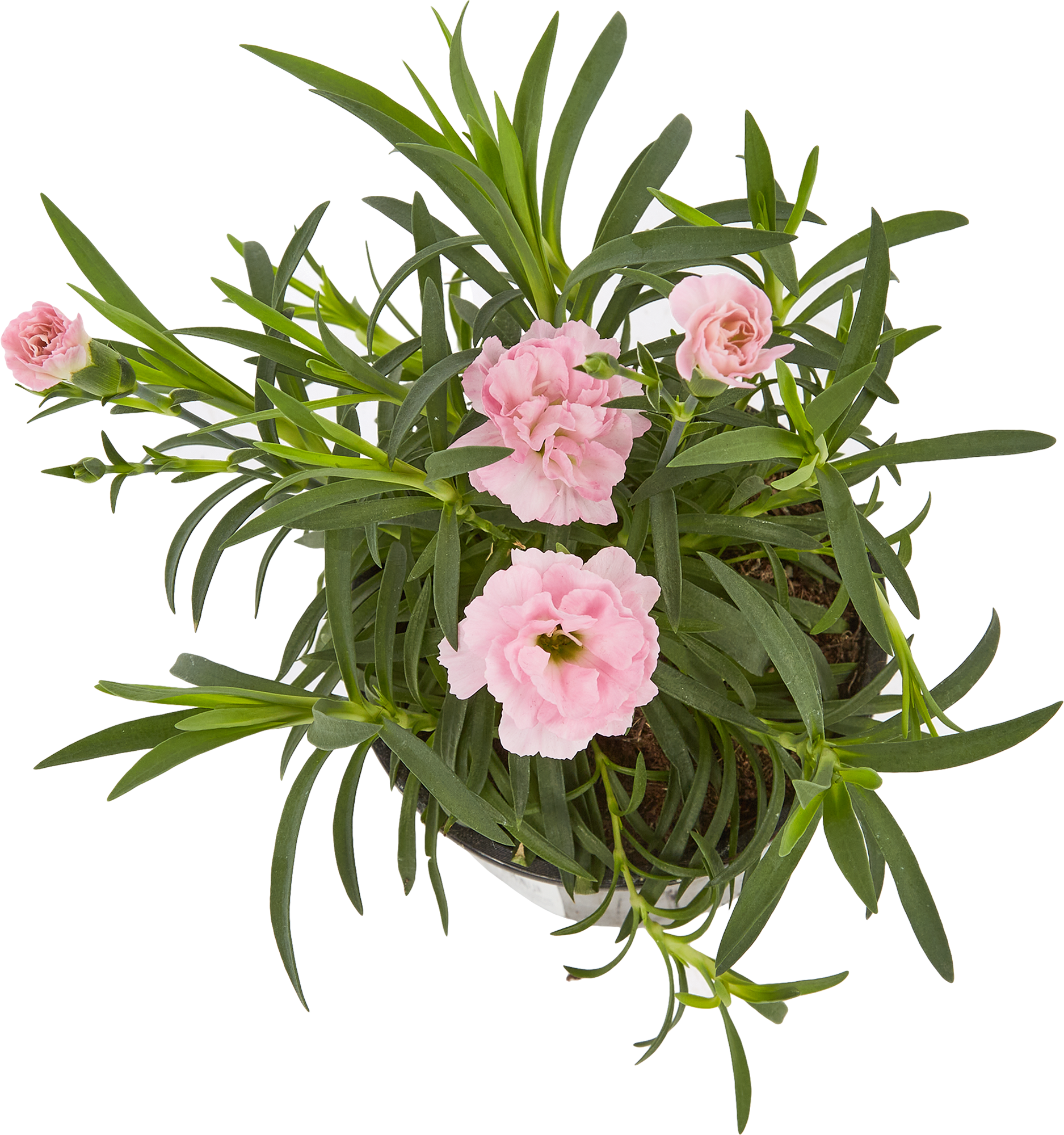 Гвоздика Santreyd - ароматный саженец для вашего сада 83248374 STLM-0039944 - Вид №1