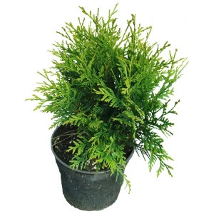 Туя западная Глобоза h30 см