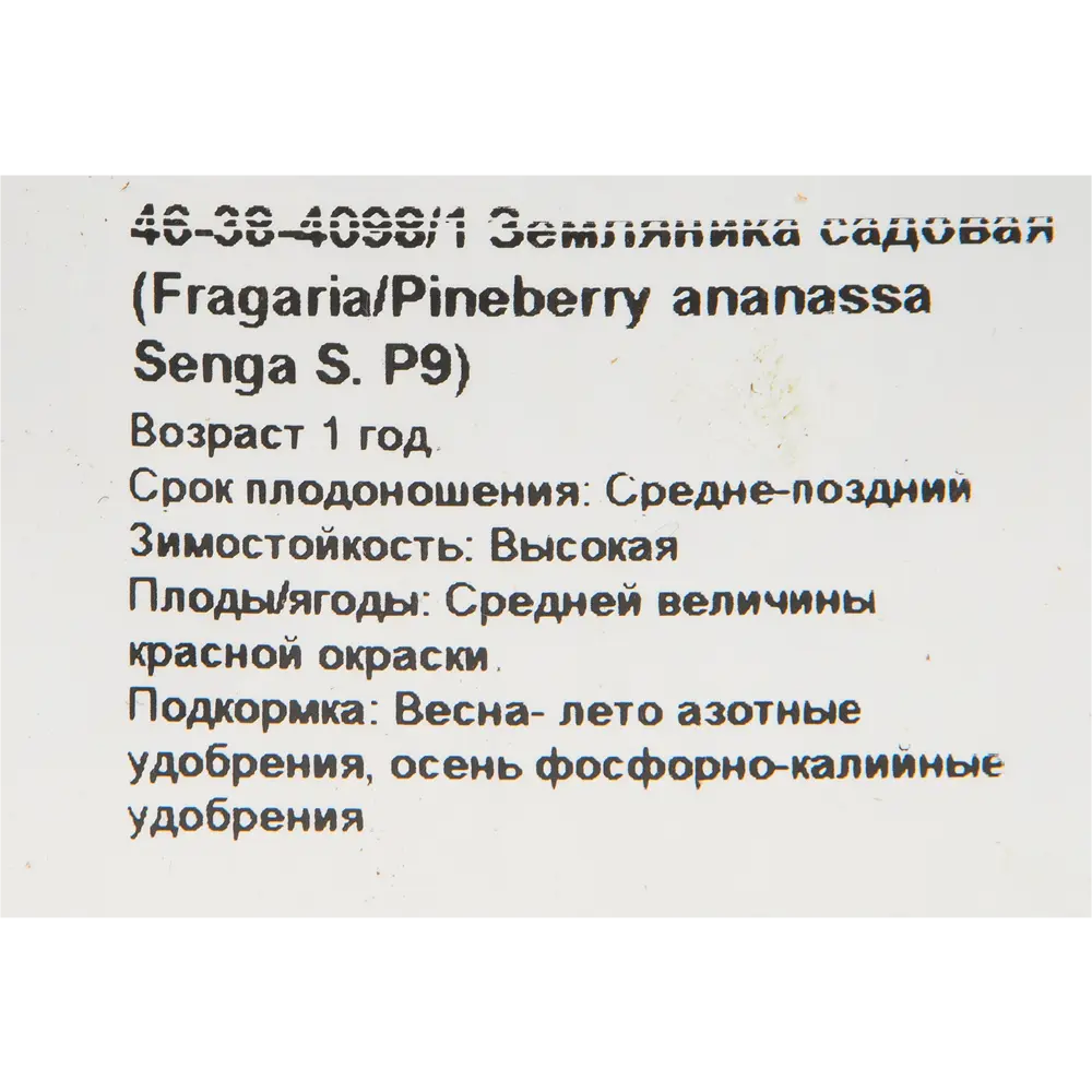 Земляника садовая «Зенга Зенгана» 9x15 см PLANTMARKET STLM-2057853 - Вид №1