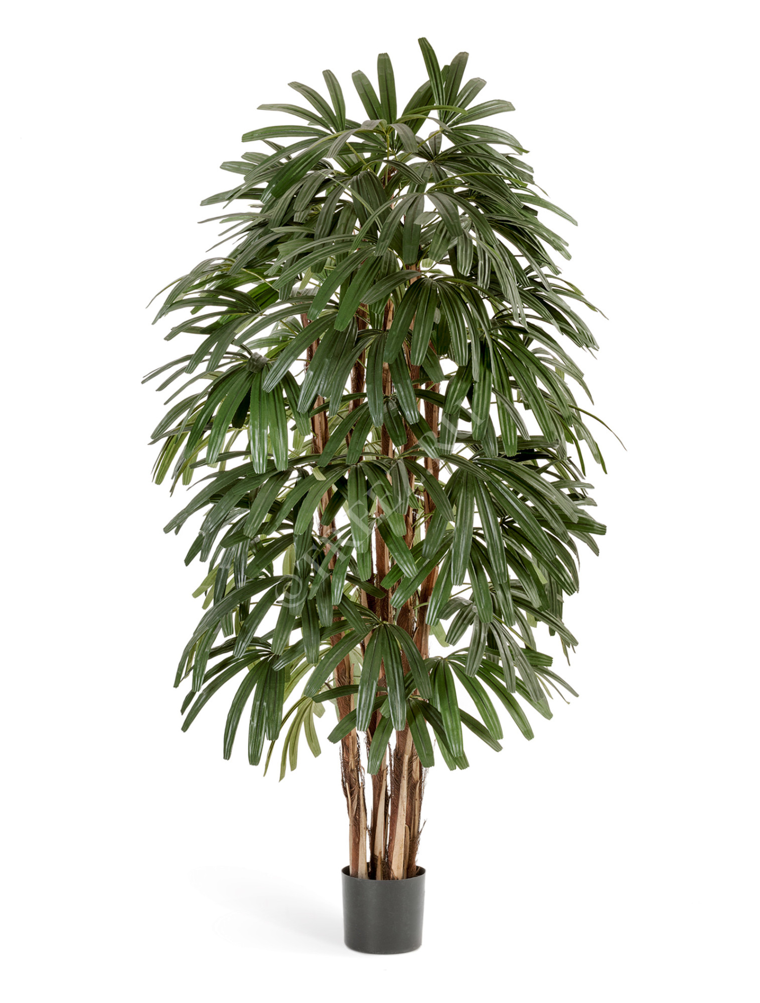 10.36205N Рапис пальма широколистная Цветочная коллекция 