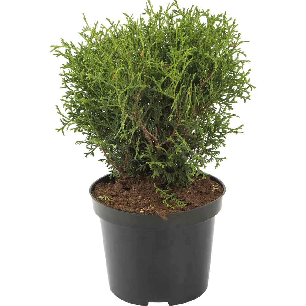 Туя западная «Тини Тим» 19x20 см ГАВРИШ STLM-2105621