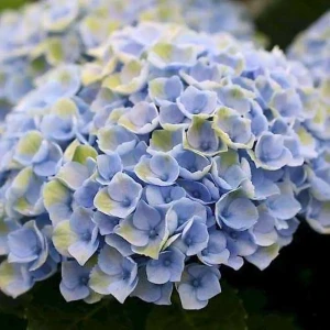 Гортензия макрофилла Меджикал Революшн Блю h30 87718435 STLM-2012395