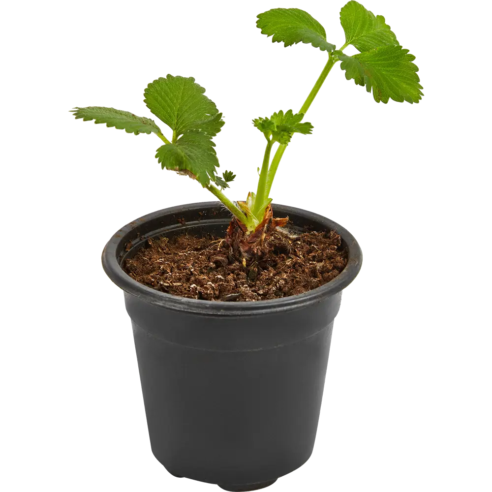 Земляника Сельва ø9 h15 см PLANTMARKET STLM-2101586 - Вид №2