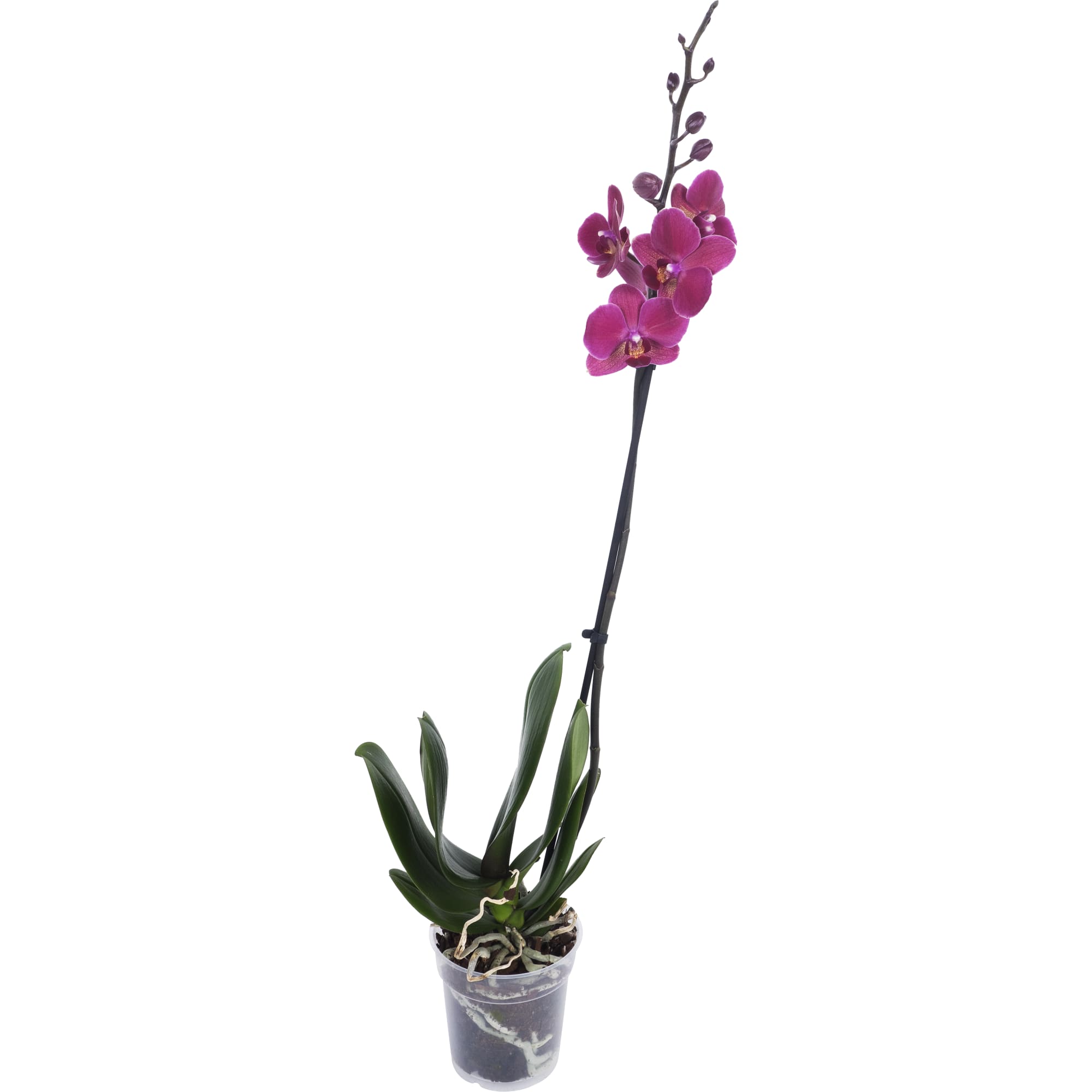 13974277 Орхидея Фаленопсис Экстра микс 1 стебель ø12 h55 - 70 см Santreyd  - Вид №1