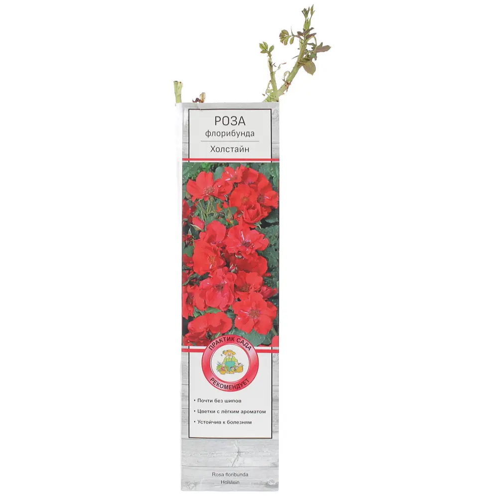 Роза флорибунда «Холстайн» 81951226 STLM-2116030 Santreyd 